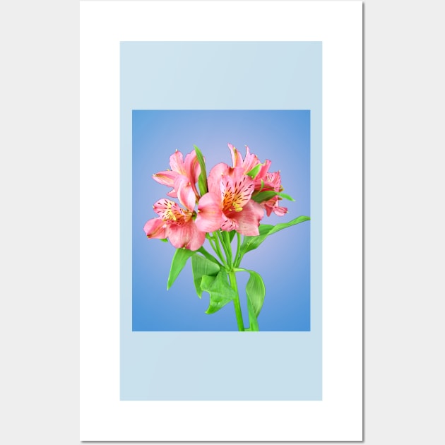 A bunch of pink Alstroemeria Lilly Wall Art by ikshvaku